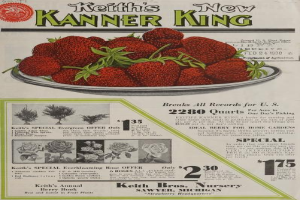 Ein Teller mit reifen, roten Erdbeeren, über dem in fetter, weißer Schrift "Keith's KANNER KING" steht.