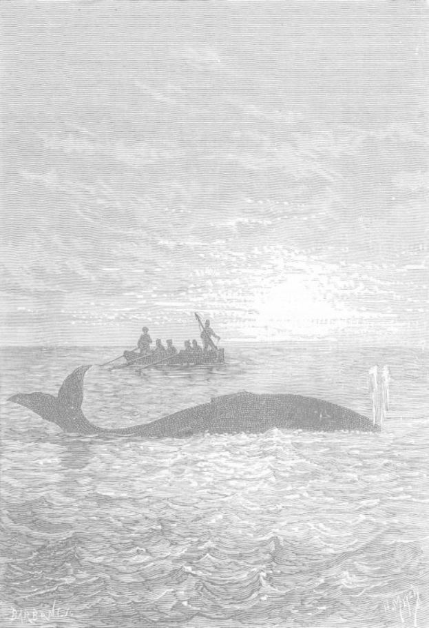 Schwarz-weiß-Illustration eines Buckelwals im Meer mit einem Boot im Hintergrund und dem Text "Buckelwal von William Hogarth" unten.