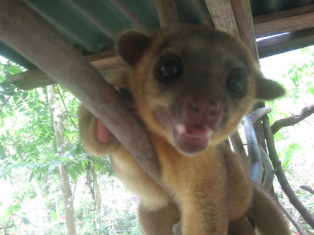 Ein einzelnes Tier vor Bäumen mit einem Schutz über.