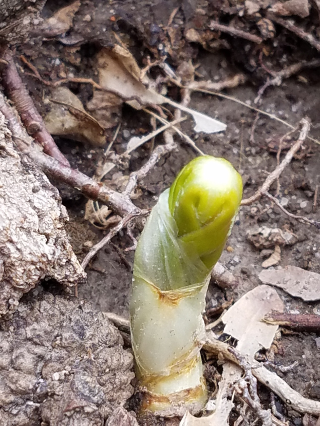 Ein Nahaufnahme eines grünen Spargelpflanzen, das aus der Erde herauswächst, umgeben von trockenen Blättern und Zweigen.