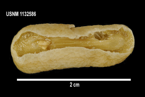 Ein Nahaufnahme eines einzelnen Peanuts in der Mitte des Bildes, mit Text oben und unten, alles vor einem schwarzen Hintergrund.