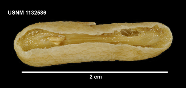 Ein Nahaufnahme eines einzelnen Peanuts in der Mitte des Bildes, mit Text oben und unten, alles vor einem schwarzen Hintergrund.
