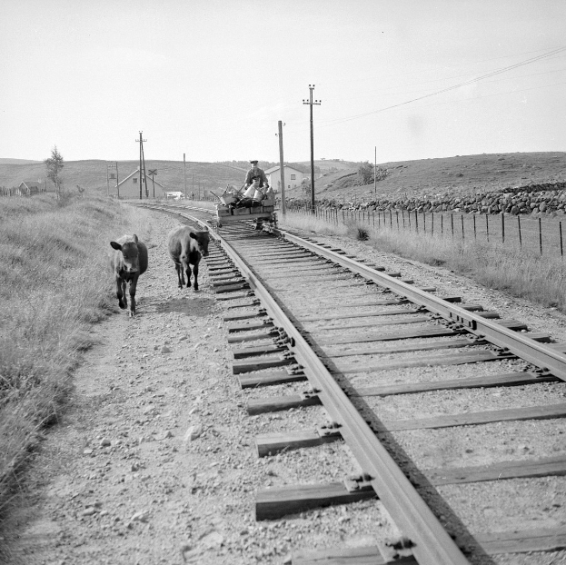 Schwarz-weiß-Foto von zwei Kühen, die auf den Eisenbahnschienen gehen, mit einer Person, die auf einem Fahrzeug im Vordergrund sitzt, Gras und einem Zaun auf beiden Seiten der Schienen und Häusern, Bäumen und Masten im Hintergrund unter dem Himmel.