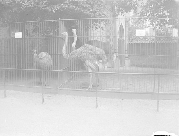 Zwei Strauße in einem eingezäunten Gehege im Zoo, mit Bäumen im Hintergrund, in Schwarz-Weiß aufgenommen.