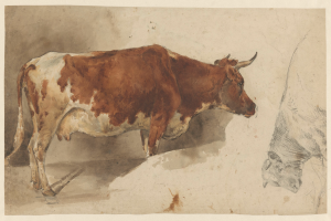 Eine braune und weiße Kuh steht aufrecht mit erhobenem Kopf und aufgerichteten Ohren neben einer anderen Kuh, die wegschaut, beide auf einem Papier mit Text.