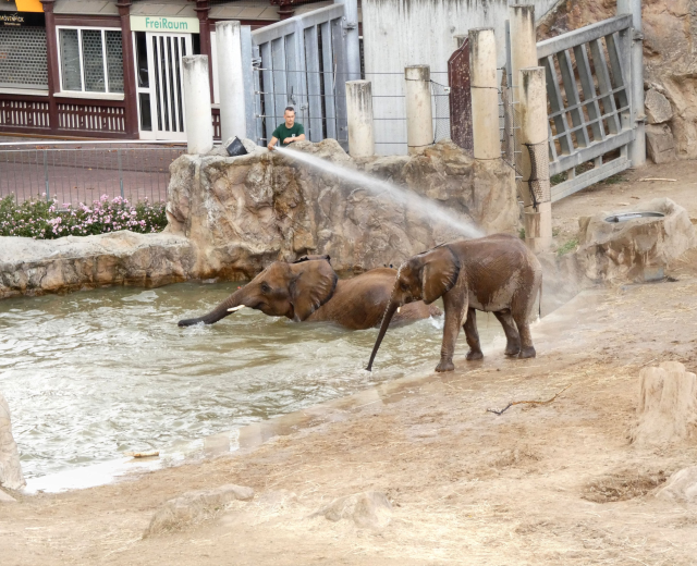 Zwei Elefanten im Wasser eines Zoos spielend, während eine Person sie besprüht, umgeben von Felsen, Pflanzen, einem Zaun, einem Gebäude, einem Schild und Deckenleuchten.