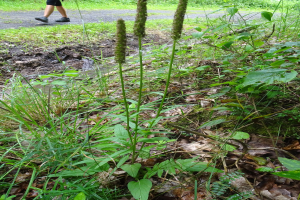 Eine Person geht einen Pfad in einem üppigen, grünen Wald entlang, mit verschiedenen Pflanzen und Bäumen im Vorder- und Hintergrund.