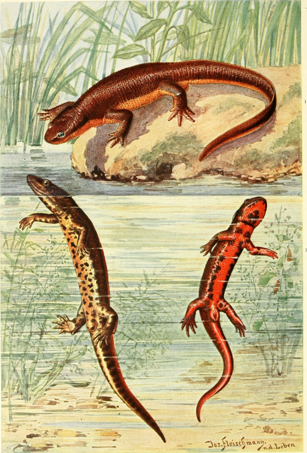 Drei Salamanderarten auf einem Plakat mit Wasserpflanzen und -hintergrund, begleitet von Text unten.