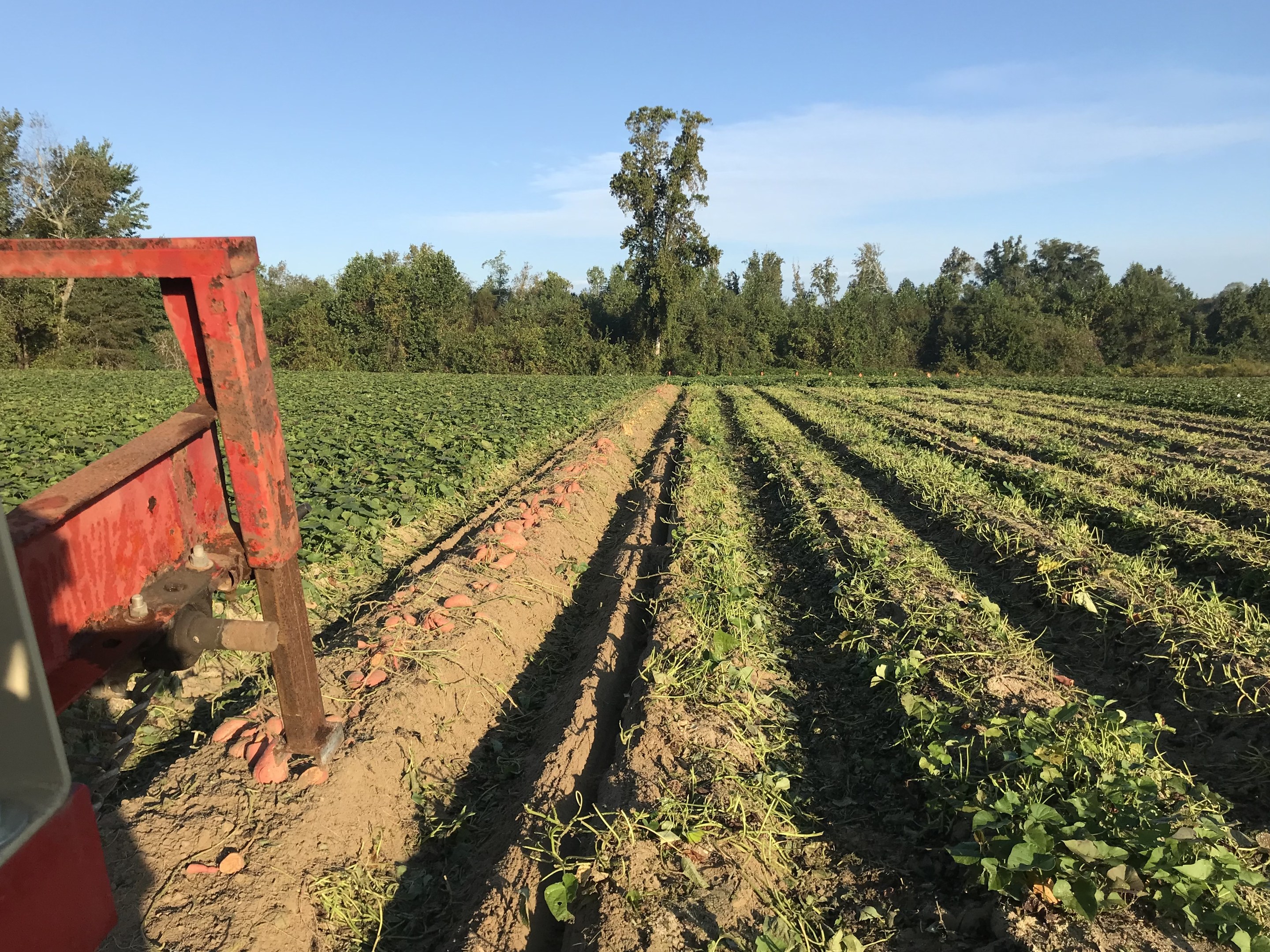 Ein grüner Traktor, der ein Sojabohnenfeld mit einem Pflug im Vordergrund pflügt, umgeben von Bäumen und einem klaren blauen Himmel im Hintergrund.