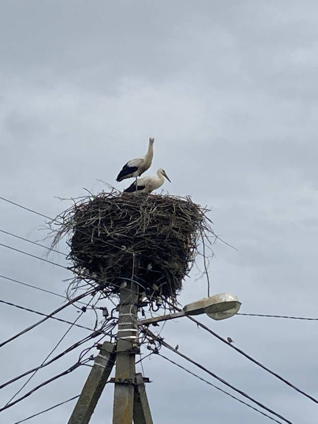 Zwei Weißstörche auf einem Nest auf einer Stromleitung, mit einer Straßenlaterne, die die Szene beleuchtet und Drähten, die an der Leitung entlanglaufen.