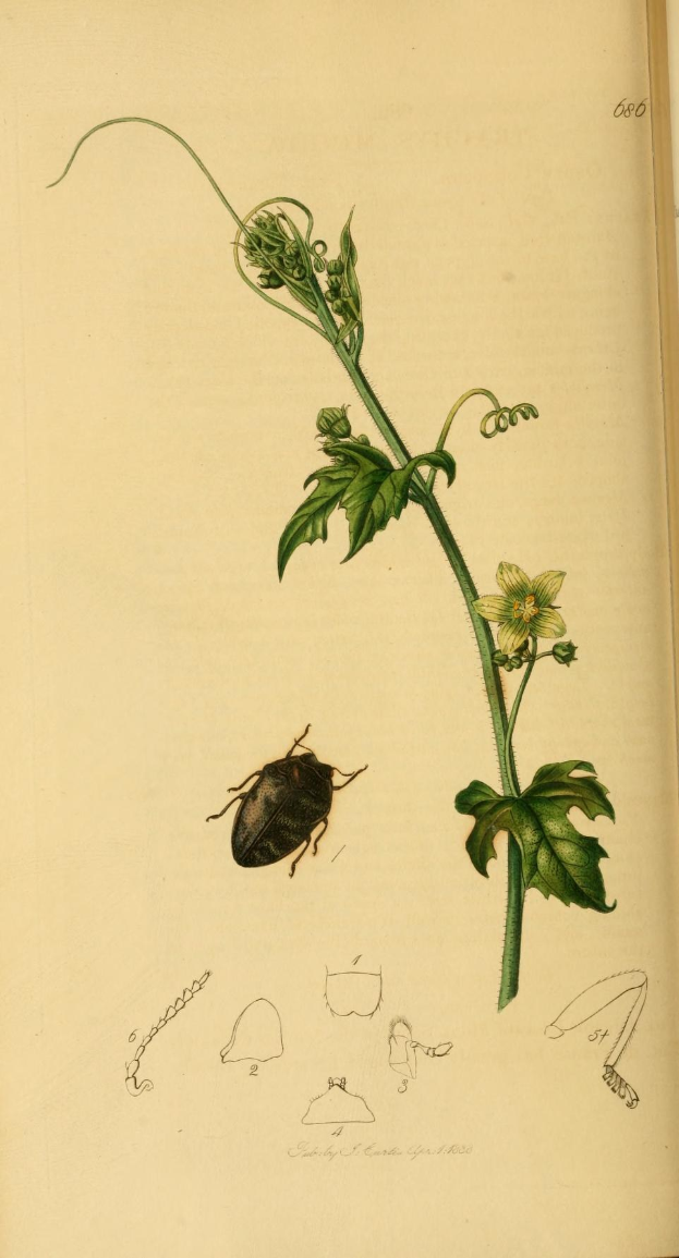 Offenes Buch mit dem Titel "Die Naturgeschichte der Pflanzen und Insekten" zeigt eine detaillierte Illustration eines Käfers, umgeben von gedruckten Bildern von Pflanzen und Blumen.